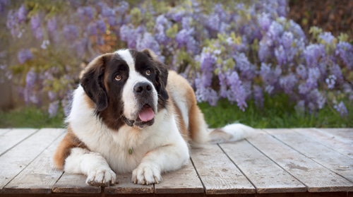 Saint Bernard - one of the biggest dogs in the world - sitting on wooden floor outside in garden