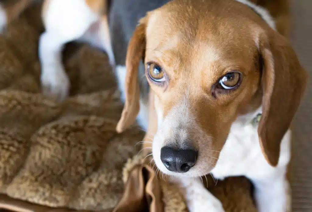 This Beagle dog pictured on a brown blanket suffers from epilepsy.