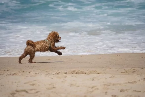 brown cavoodle dog on beach