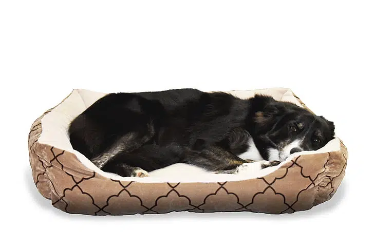 a dog with cushing's disease rests