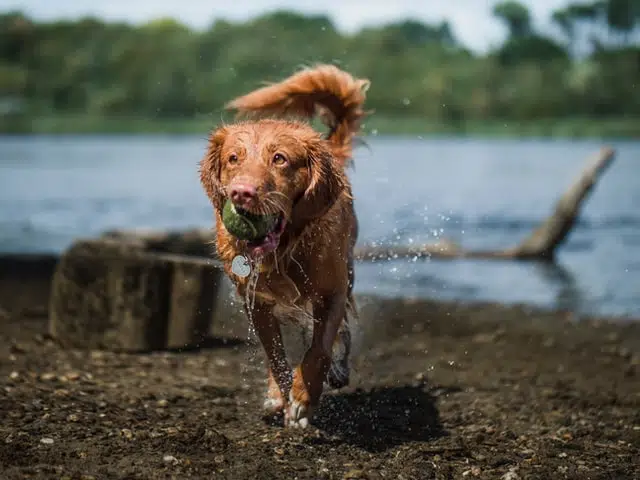 golden retriever