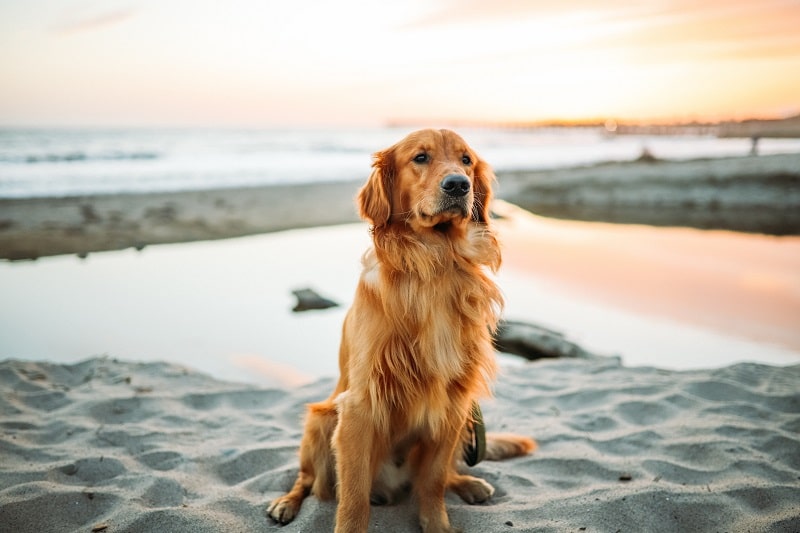 Golden Retriever Feeding Guide Australia