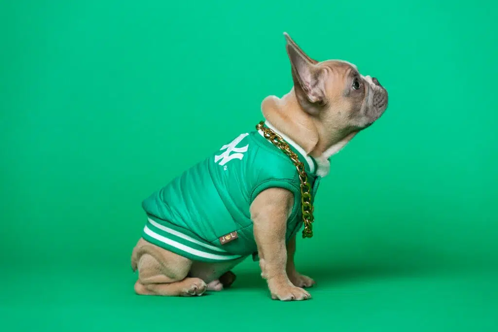 french bulldog