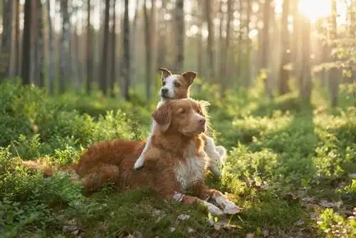 Two dogs bask in the sunny forest, a testament to their bond. The smaller one perches comfortably on the back of its larger friend, sparking thoughts of "does my dog love me?" with every wagging tail and gentle nuzzle.