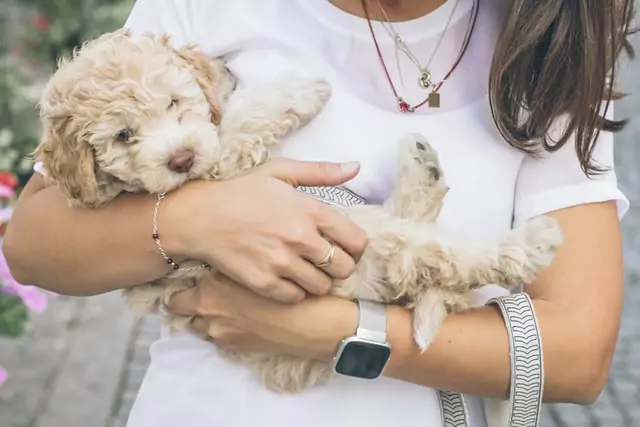 woman holds cute spoodle puppy