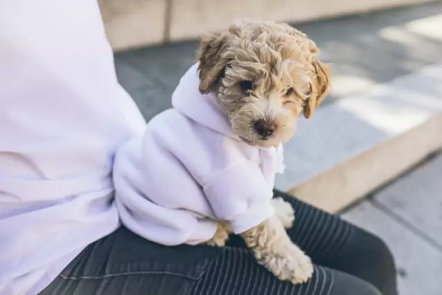 spoodle sits on owner's lap