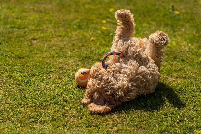 spoodle frolics on grass