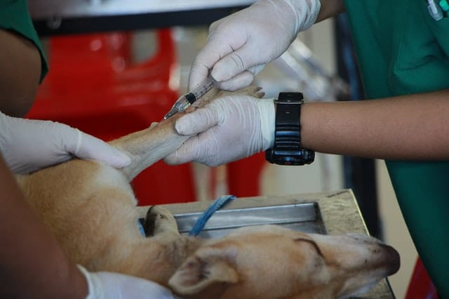 tan dog getting medicine injected after eating xylitol