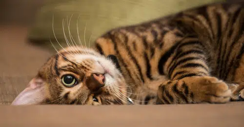 Toyger cat bred to look like a tiger