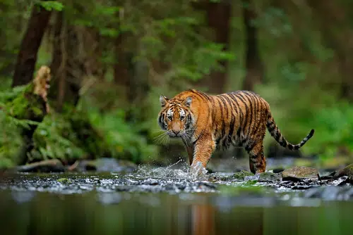 tiger walking through water in jungle