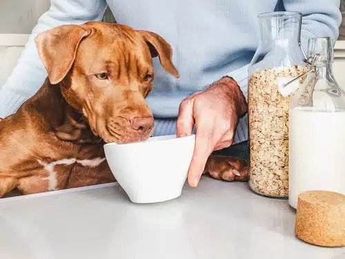 A man feeding a dog from a bowl of plain cooked oatmeal. 