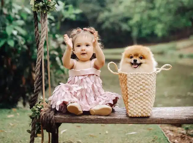 On National Puppy Day, a little girl joyfully sits on a wooden bench with a pomeranian dog she just brought home.