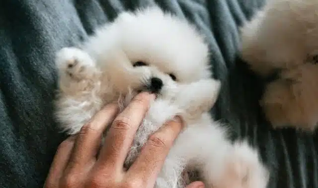 On National Puppy Day, woman tenderly pets a white Pomeranian puppy she's considering bringing home from the pet shelter.