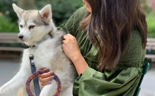 A woman is bringing home a new Husky dog puppy from a shelter