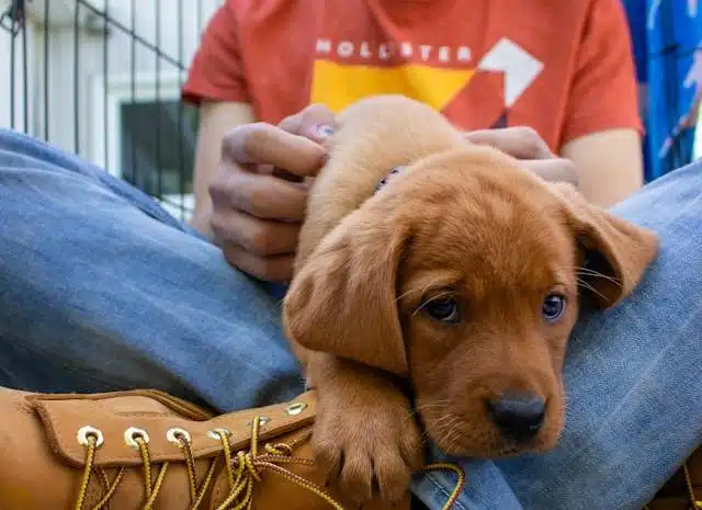 A man pets a puppy that he's considering bringing home from a dog shelter