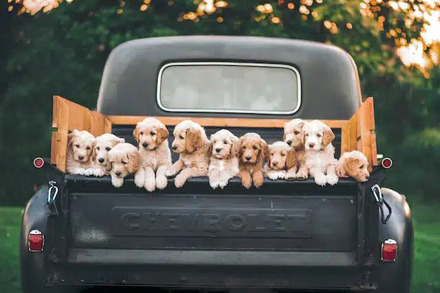 Celebrate National Puppy Day by bringing home one of these adorable puppies sitting in the back of an old truck.