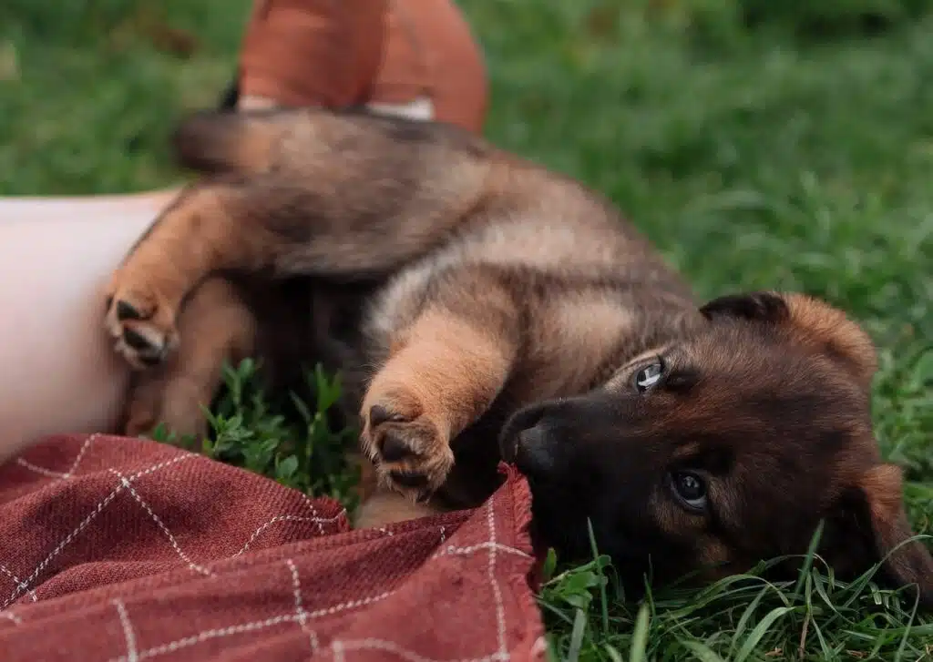 A puppy playing with a piece of cloth on National Puppy Day.