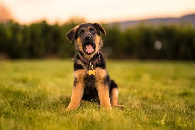 A black and tan German Shepherd puppy sitting in the grass yawns cutely.