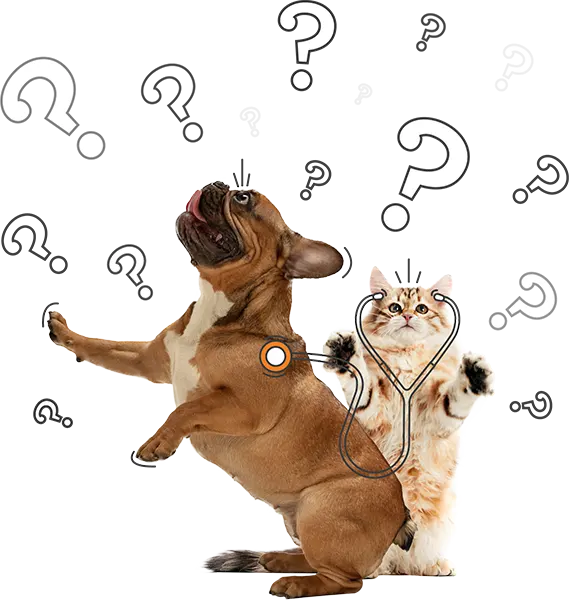 Pet Insurance FAQ