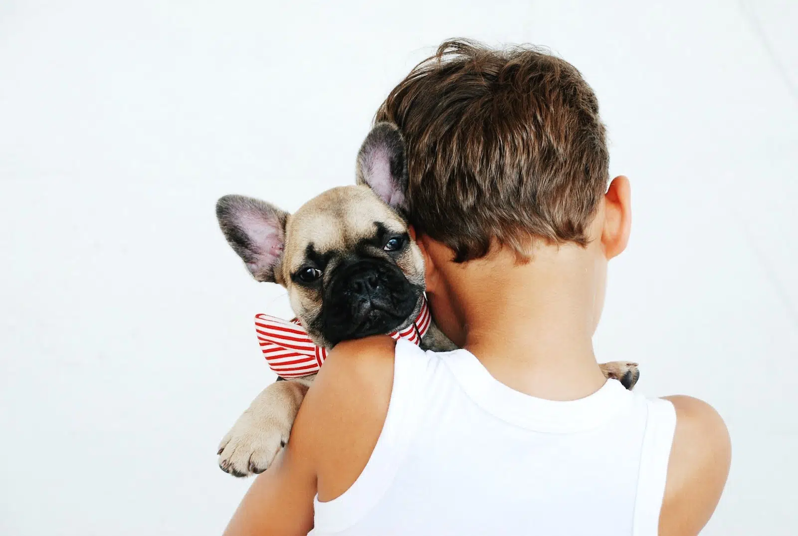 boy holds Frenchie with bowtie on Pet Day
