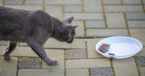 grey russian blue cat walking towards plate of chocolate to eat it 