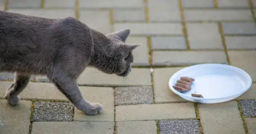 grey russian blue cat walking towards plate of chocolate to eat it