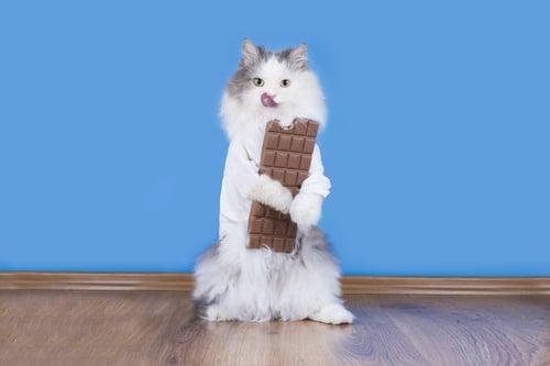 white fluffy cat against blue wall holding big bar of chocolate and licking lips as he eats it