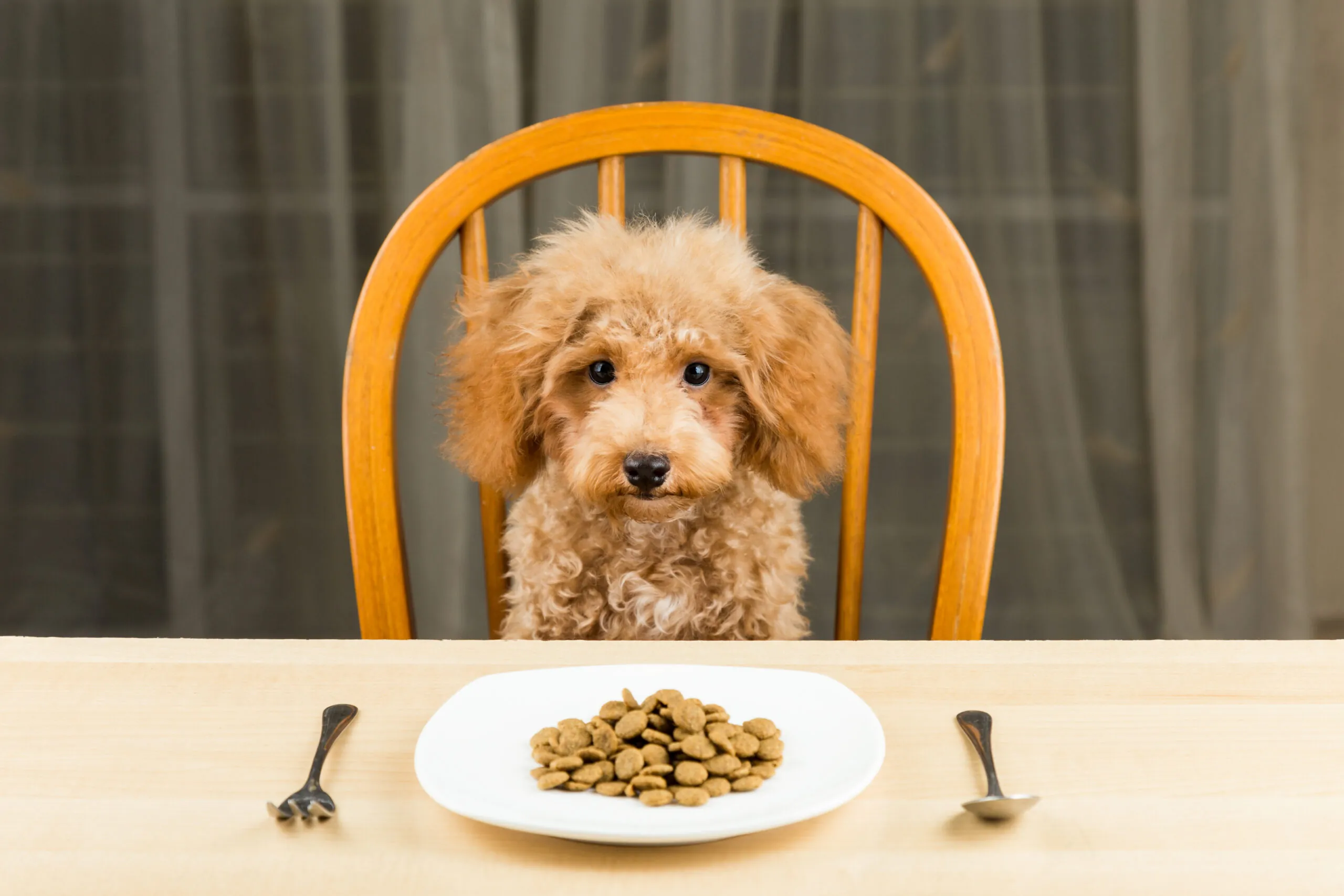 Can dogs eat food at a table?