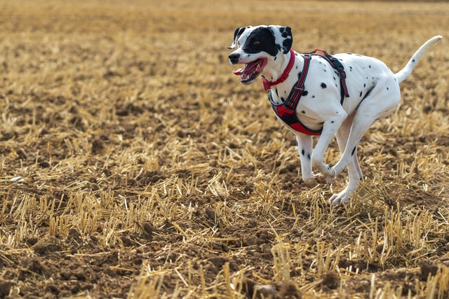 dalmatian dog running in brown field with harness on getting exercise 