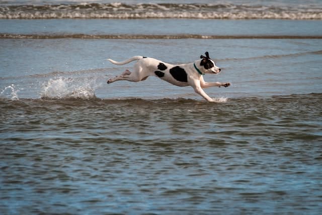black and white dog running into water at beach 