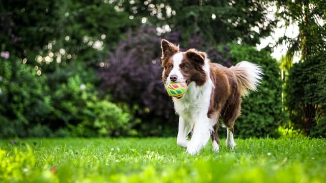 brown and white collie dog exercising by running on grass with ball in its mouth in park