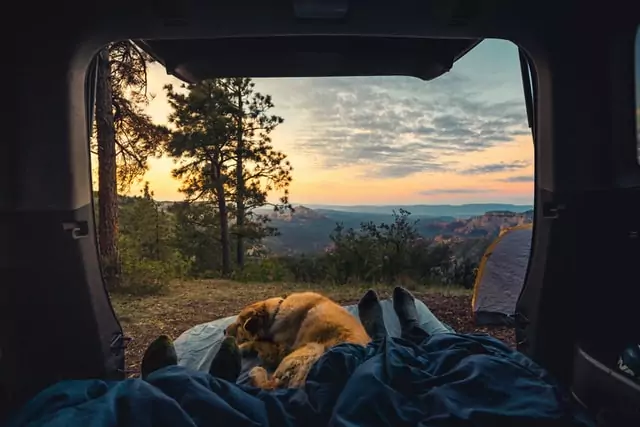 dog on camping trip lying in tent overlooking mountains