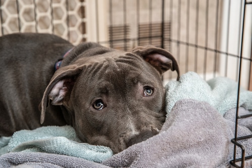 pitbull puppy lying down on crate rest