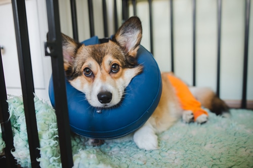 corgi puppy with neck pillow on crate rest