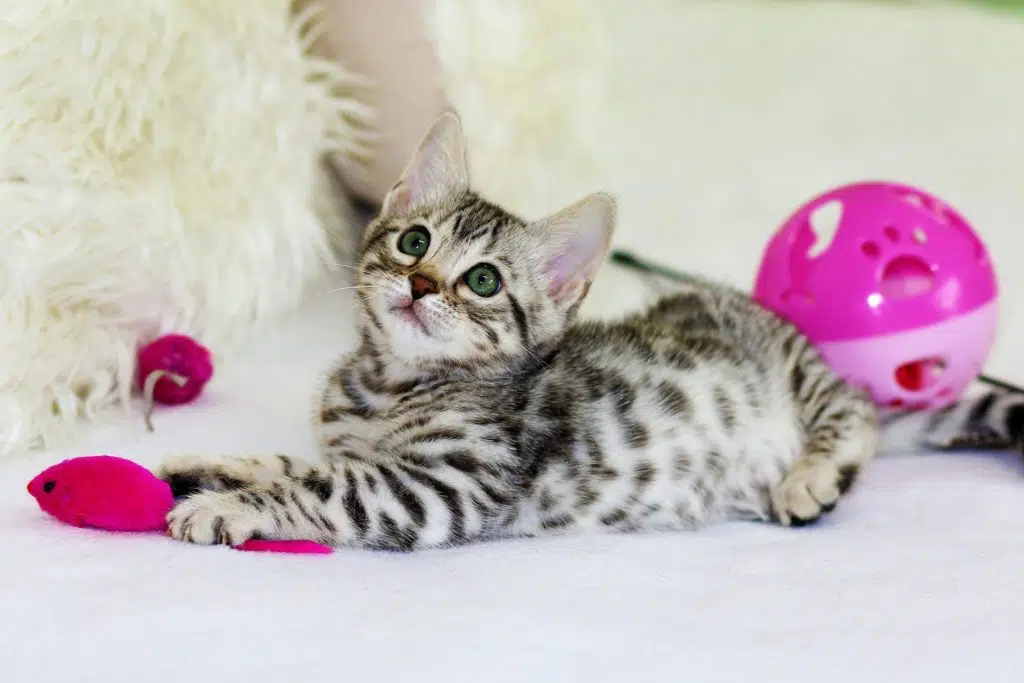 Kitten playing with toys.