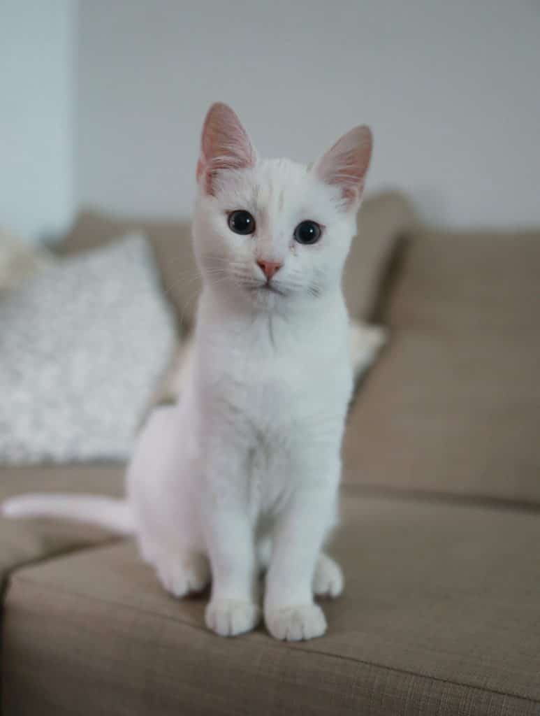 White cat on couch.