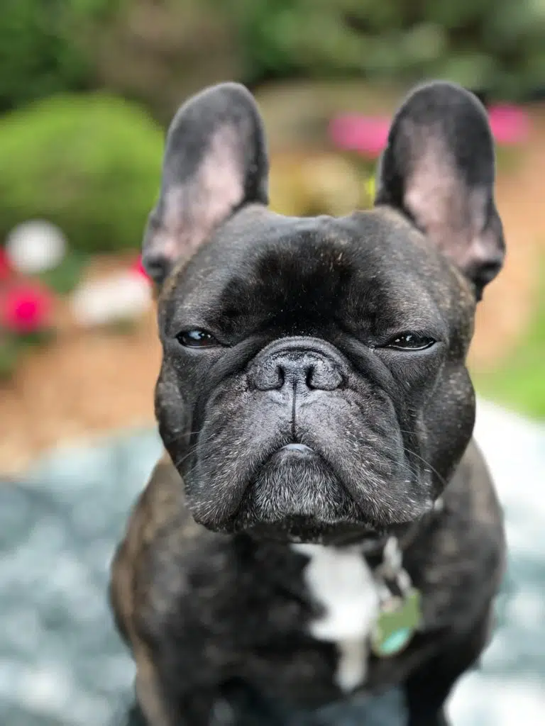 French Bulldog