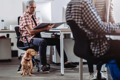 dachshund dog at office with male owner who works full time