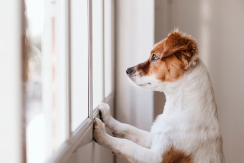 wirehaired terrier dog at window waiting for owner who works full time to come home