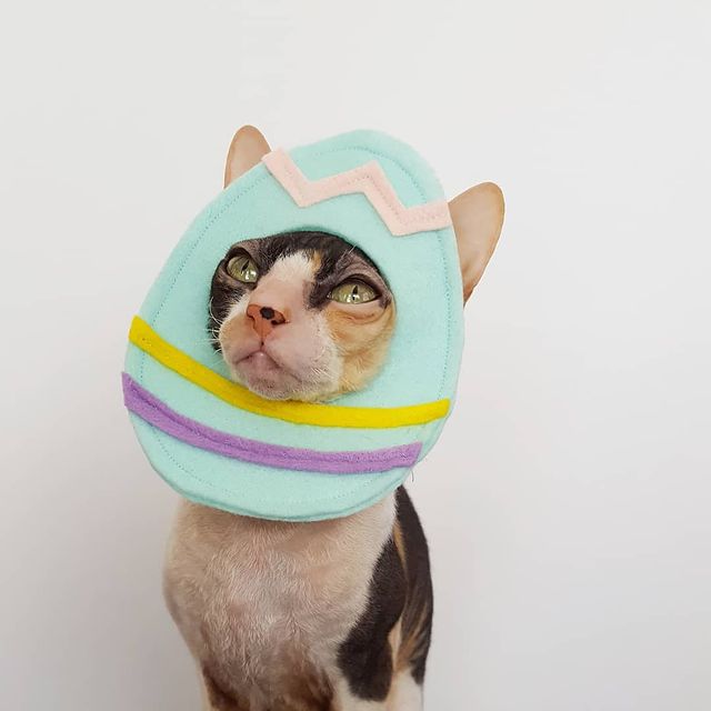 easter costumes for cats