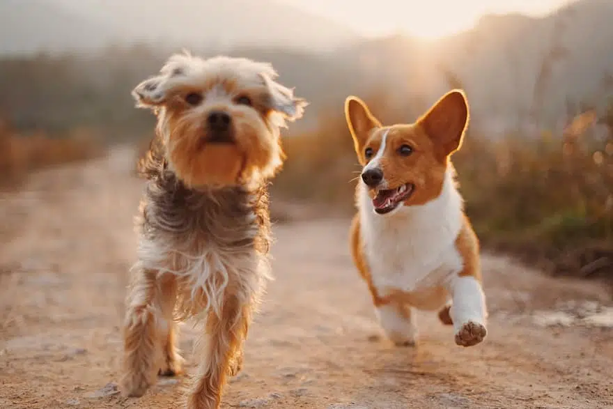 best dog buds feel they're the best dog breeds as they play