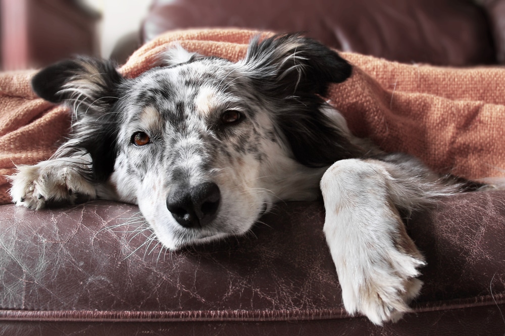 dog sleeps after vomiting from gastro