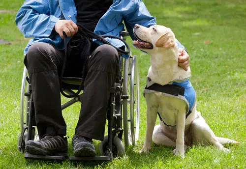 National Purebred Dog Day celebrates this Labrador's work as an assistance dog