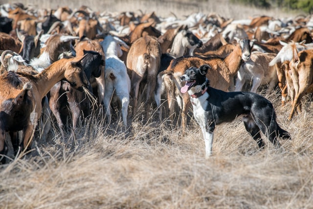 National Purebred Dog Day recognises the hard work this Border Collie does by herding