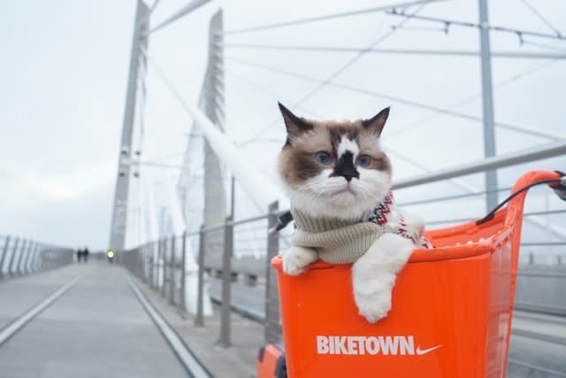 this cat in a basket on the fonrt of a bike wonders 'can cats see colour?'