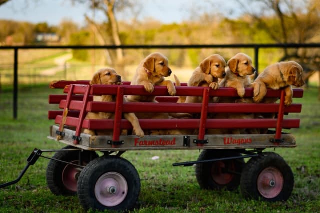 pet road safety training starts early for a litter of Golden Retrievers