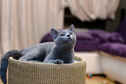 young russian blue cat or kitten lying in woven basket looking at ceiling
