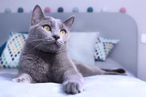 russian blue cat relaxing on bed with white sheets looking up at camera