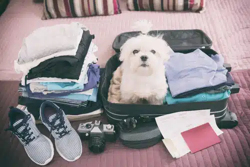 A Maltese poodle enjoys sitting in their pet parent's suitcase as they pack for a holiday trip