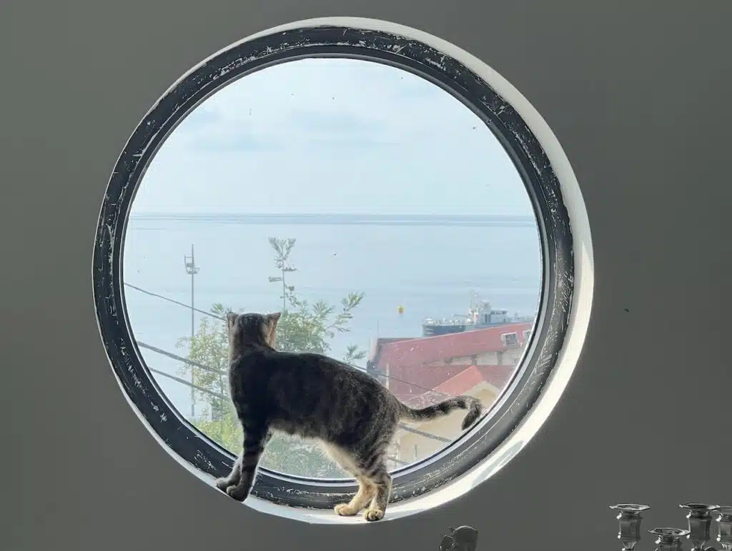 A cat looking out of a circular window.